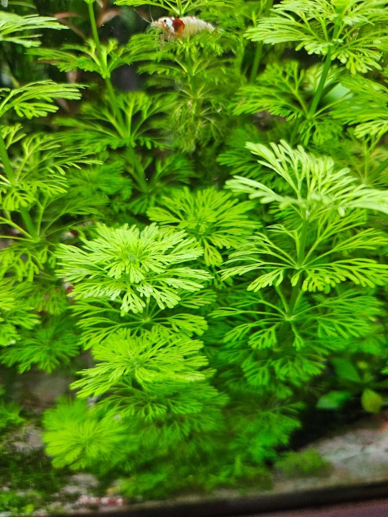 Limnophila Sessiflora – 5 stuks voor €2,50 | Snelle groeier, Ophalen of Verzenden, Nieuw, Plant(en), Steen of Hout