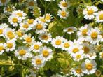 Moederkruid zaden, Tanacetum parthenium, Verzenden, Vaste plant, Kruiden, Volle zon