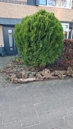 Gratis conifeer, zelf uitgraven (ca. 1.8m hoog), Tuin en Terras, Planten | Tuinplanten, Ophalen