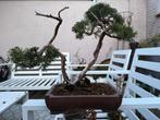 Juniperus Chinensis Bonsai, Overige soorten, Volle zon, Vaste plant, Ophalen of Verzenden