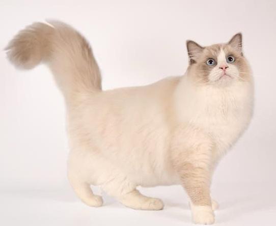 Terdekking: Ragdoll Blue Bicolor met stamboom