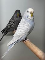 Lichtblauwe grijsvleugel pop, Vrouwelijk, Parkiet, Geringd