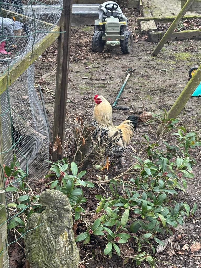 Brahma haan, Dieren en Toebehoren, Pluimvee, Mannelijk, Kip