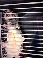 2 sugar gliders, Dieren en Toebehoren, Juni, Meerdere dieren
