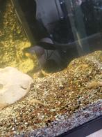 Ancistrus albino,s baby, Vis