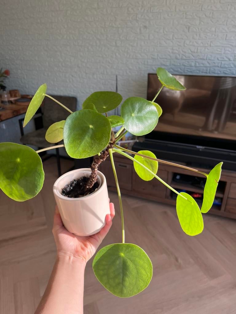 Pannenkoekplant zonder pot, Huis en Inrichting, Kamerplanten, Ophalen, Halfschaduw, Minder dan 100 cm