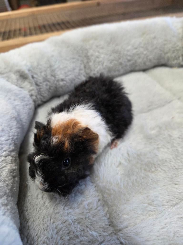 Lunkarya zeugjes en beertjes, Dieren en Toebehoren, Maart, Meerdere dieren, Cavia