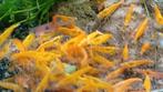 Hobbyaquarium  Orange sun garnalen, Dieren en Toebehoren, Kreeft, Krab of Garnaal, Zoetwatervis, Schoolvis