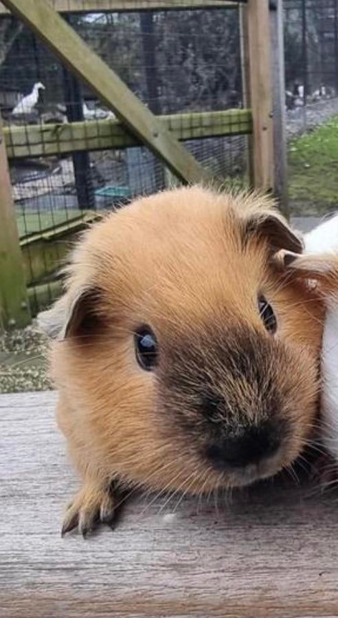 California Cavia beertje, Dieren en Toebehoren, Cavia, Mannelijk, December, Tam