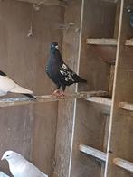 Nederlandse hoogvlieger vliegtype, Meerdere dieren, Overige soorten