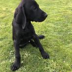 Duitse staande korthaar pups, mogen nest verlaten, Reu, 8 tot 15 weken, Meerdere, Duitse Staande hond