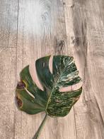 Monstera albo variegata, Huis en Inrichting, Kamerplanten, Overige soorten, Minder dan 100 cm, Groene kamerplant, Halfschaduw