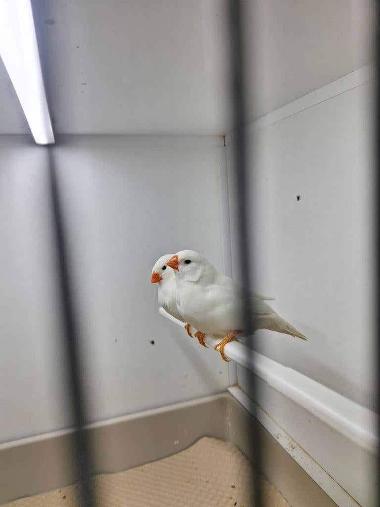 Grote witte zebravinken te koop, Dieren en Toebehoren, Vogels | Overige Vogels, Meerdere dieren