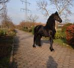 Prachtige Friese merrie – 5 jaar – Beleerd onder zadel, Merrie, Dressuurpaard, Zadelmak, 3 tot 6 jaar