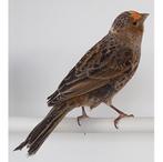 GEZOCHT. Lizard pop rood, Dieren en Toebehoren, Vrouwelijk, Tropenvogel, Geringd