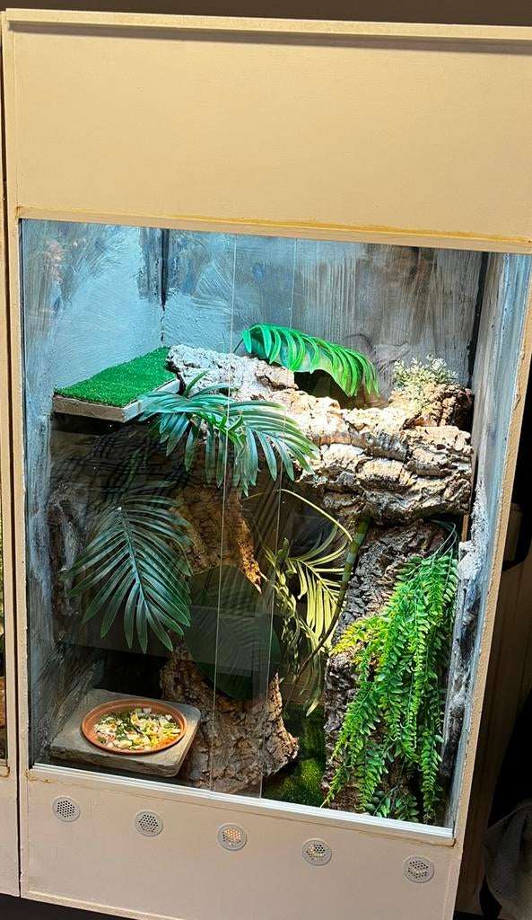 Groot terrarium (120 H x 60 L x 60 D), Ophalen, Zo goed als nieuw, Terrarium of Paludarium