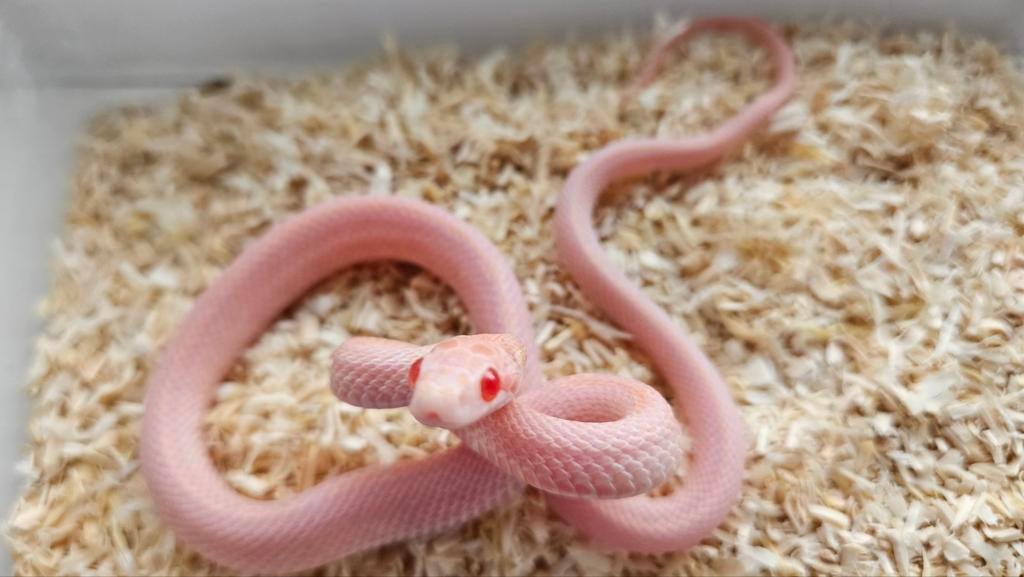 1.0 opal tessera pantherophis guttatus Rat Snake - male for sale from Chris