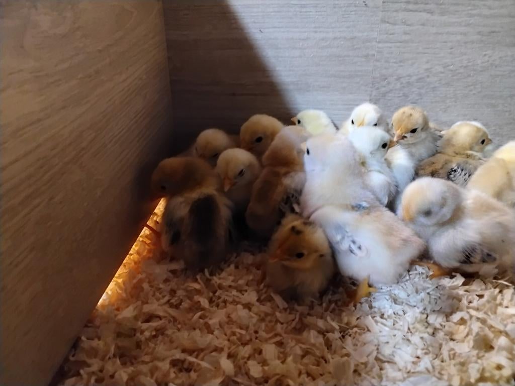 Serama kuikens, Geslacht onbekend, Kip