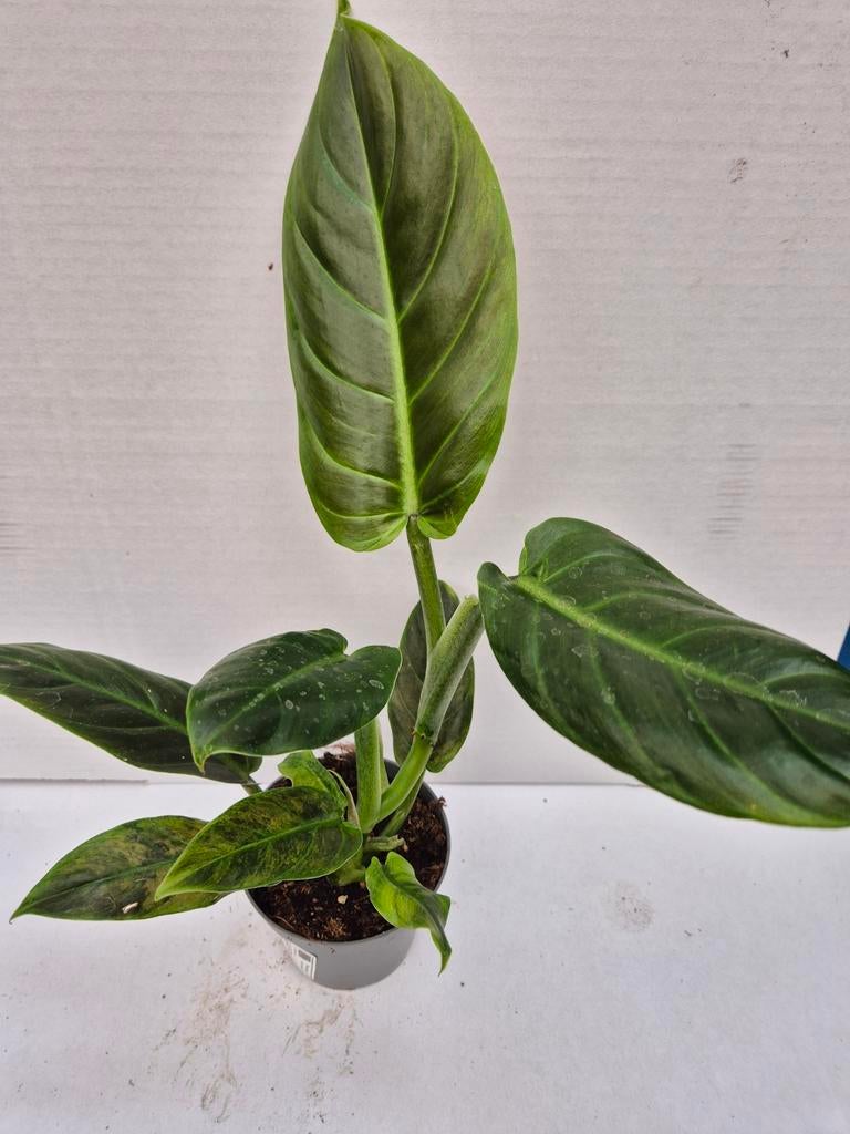 Philodendron Subhastatum p10, Huis en Inrichting, Kamerplanten, Ophalen of Verzenden, Halfschaduw, Minder dan 100 cm