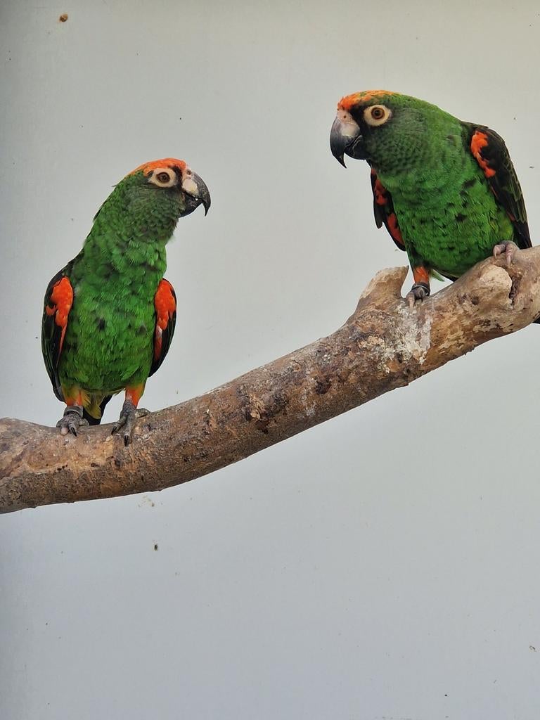 Koppel jardine papegaaien, Meerdere dieren, Papegaai, Geringd