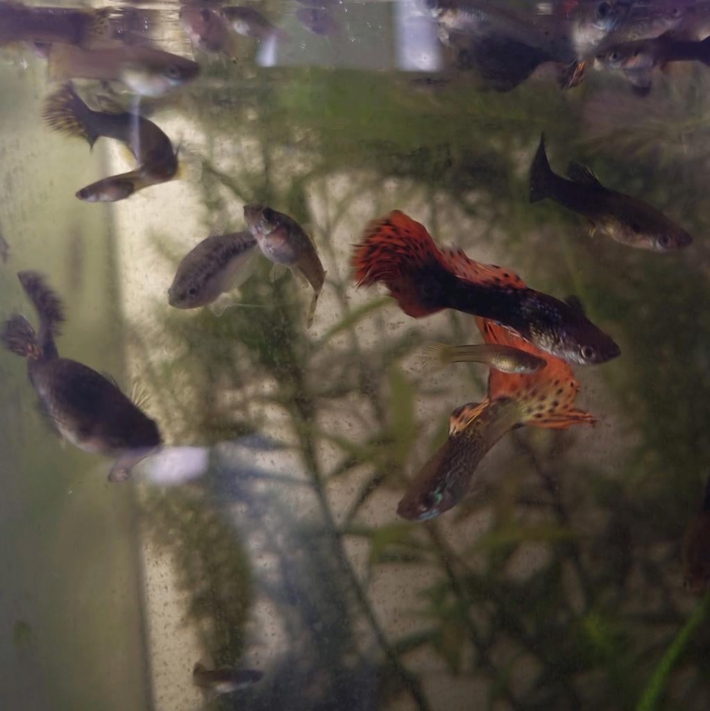 Meerdere (baby) guppen te koop, Vis