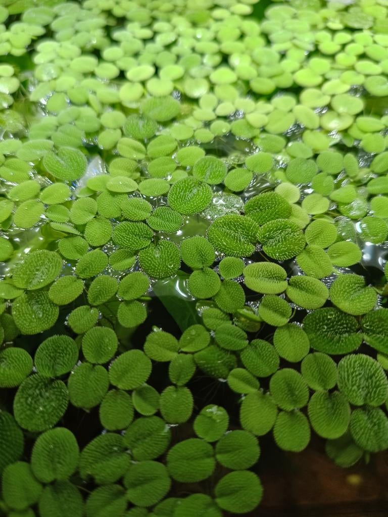 Salvinis minima aquarium drijfplant, Dieren en Toebehoren, Vissen | Aquaria en Toebehoren, Ophalen of Verzenden, Plant(en), Steen of Hout
