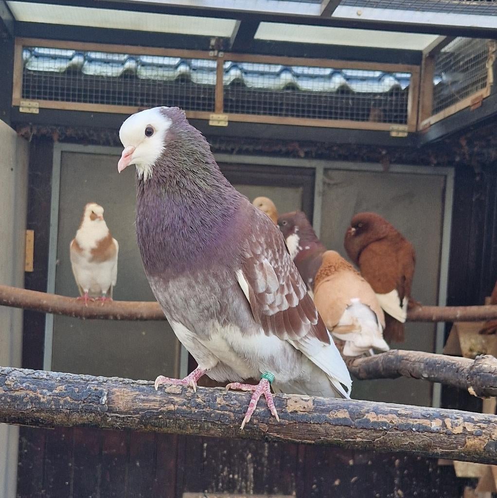 Ringslager, Dieren en Toebehoren, Vogels | Duiven, Mannelijk, Postduif