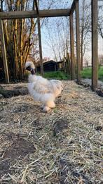 GRATIS lief zijdehoen kaalnek HAANTJE, Dieren en Toebehoren, Mannelijk, Kip