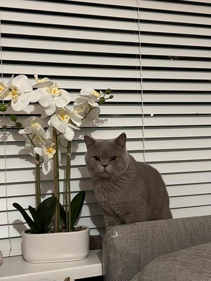 Britse Korthaar Lilac, Dieren en Toebehoren, Katten en Kittens | Dekkaters