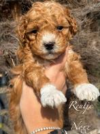 Super knappe mini labradoodle pups - mini doodle pups, Dieren en Toebehoren, Honden | Chihuahua's en Gezelschapshonden, Parvo