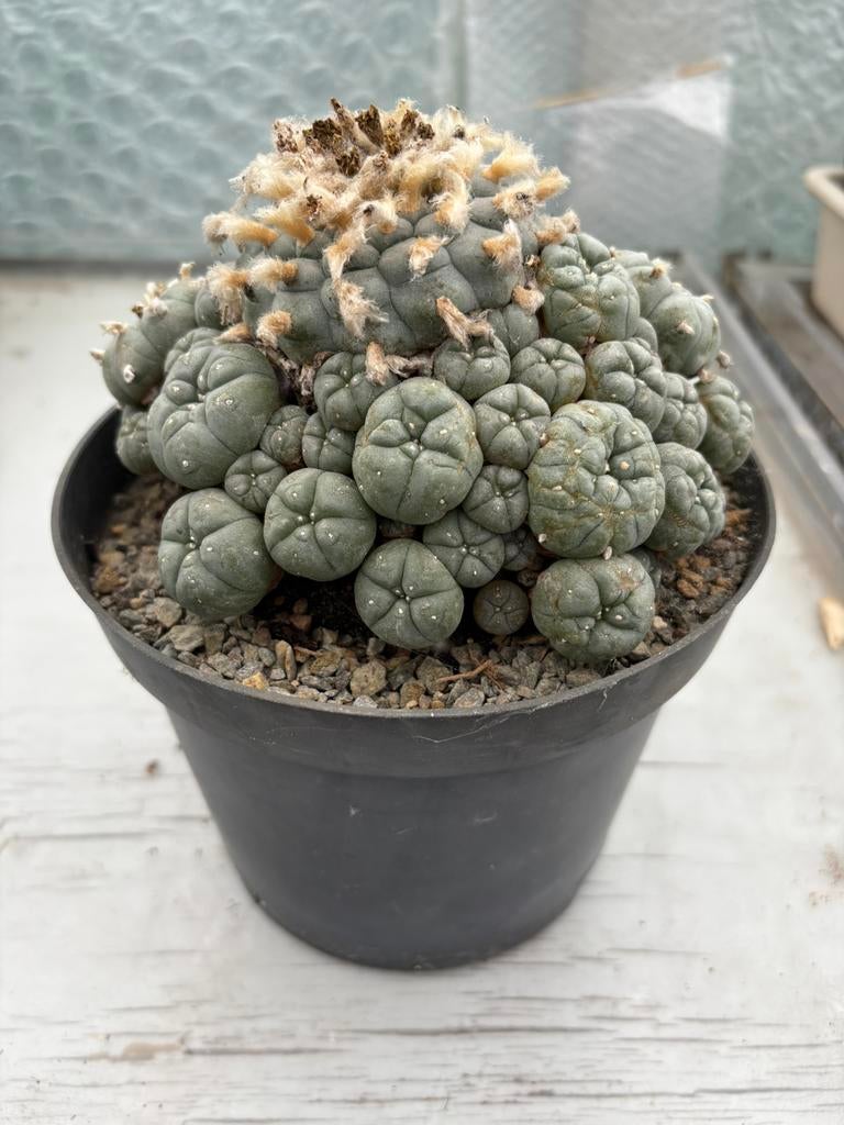 Lophophora Williamsii cluster, Ophalen, Cactus, Minder dan 100 cm