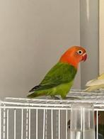 Prachtige Lieve Jonge en Hand Tamme Agapornis Dwergpapegaai, Meerdere dieren, Dwergpapegaai of Agapornis, Geringd