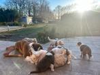 100% raszuivere Australian Shepherd pups - geboren op 17-01, Dieren en Toebehoren, Parvo, 8 tot 15 weken, Meerdere, Meerdere dieren