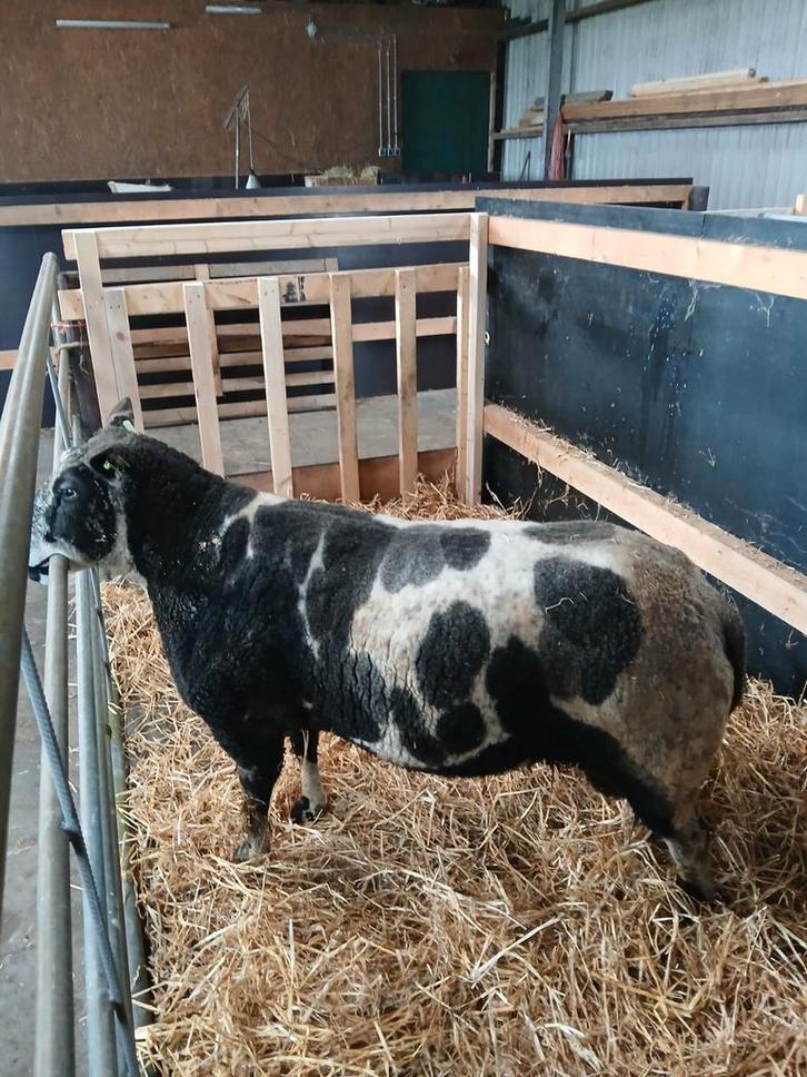 Bonte top ram bieden van af 250 euro, Dieren en Toebehoren, Schapen, Geiten en Varkens, Schaap, Mannelijk