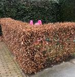Beukenhaag 7 meter, Tuin en Terras, Ophalen, Beukenhaag, 100 tot 250 cm