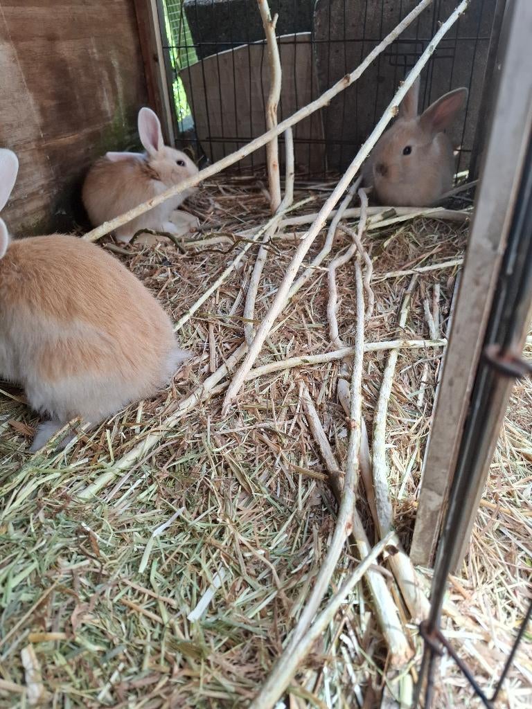 Jonge konijnen, Dieren en Toebehoren, Meerdere dieren, Middelgroot, 0 tot 2 jaar