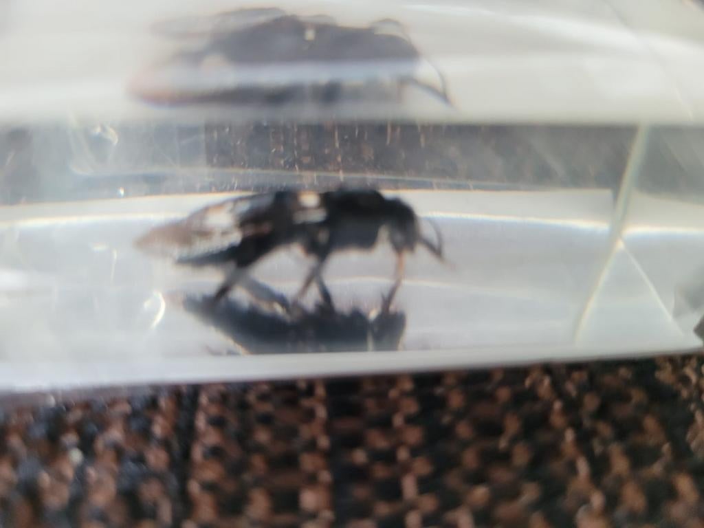 Insect in hars 4 x 7 cm insecten, Overige soorten