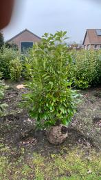 Grote volle laurier struiken (150-200 cm), Overige soorten, Vaste plant, Ophalen of Verzenden, Bloeit niet