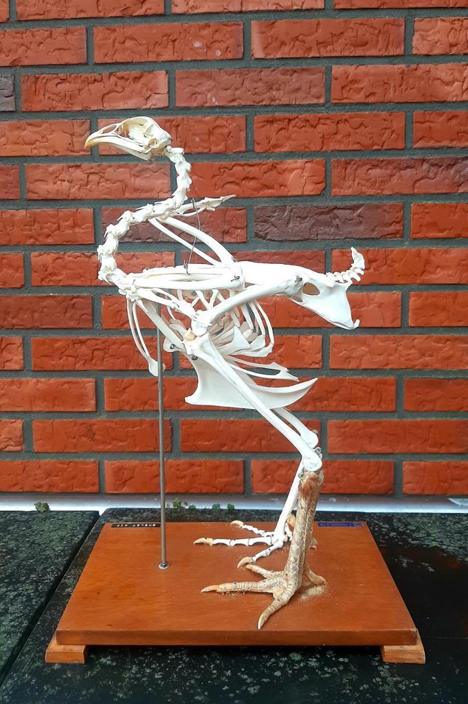 Skelet - Kip - (Pullum / Kippen / Haan / opgezet), Antiek en Kunst, Curiosa en Brocante, Ophalen