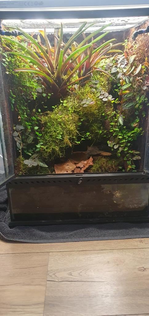 Terrarium te koop., Dieren en Toebehoren, Reptielen en Amfibieën | Toebehoren, Ophalen, Gebruikt, Terrarium of Paludarium