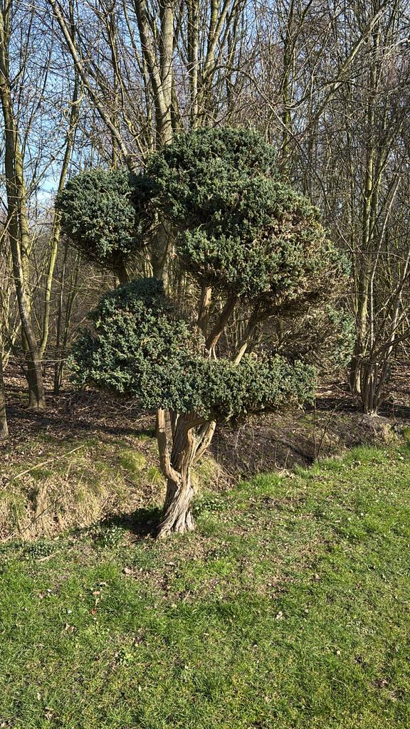 Taxus baccata (Venijnboom) - Cloud-pruned / Niwaki, Vaste plant, Bloeit niet, Halfschaduw, Ophalen