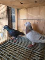 Duiven te koop, Meerdere dieren, Overige soorten