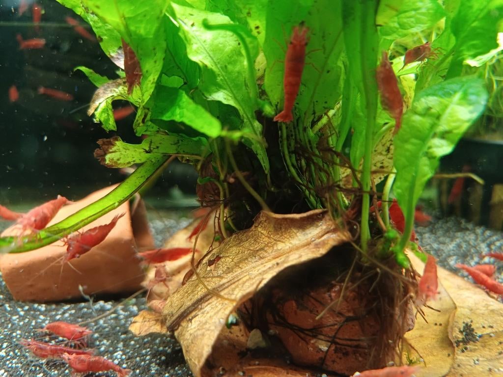Hobbyaquarium mooie Red Fire garnalen, Kreeft, Krab of Garnaal, Zoetwatervis, Schoolvis