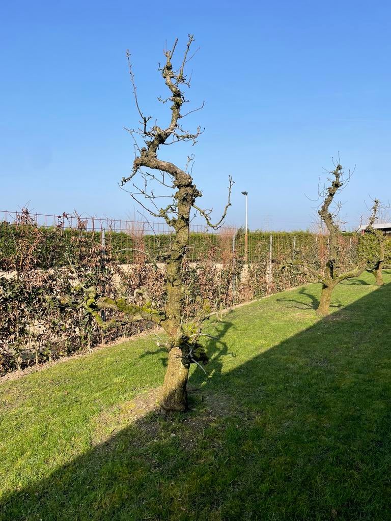 Perenbomen oudebomen conference handpeer in pot, Tuin en Terras, Planten | Bomen, Ophalen, In pot, Volle zon, Overige soorten