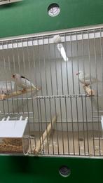 Getekende zebravinken drie koppel 2025, Dieren en Toebehoren, Vogels | Kanaries, Meerdere dieren, Kleurkanarie