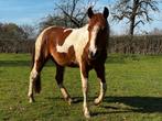 Paint horse ruin met stamboom APHA 3 jaar, Dieren en Toebehoren, Met stamboom, Minder dan 160 cm, Ruin, 3 tot 6 jaar