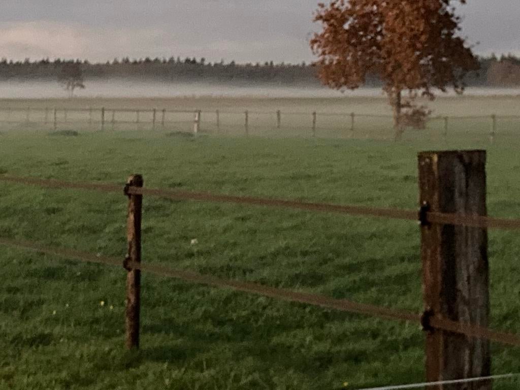 Prive pensionstalling interessepeiling nabij bos, Dieren en Toebehoren, Weidegang, 2 of 3 paarden of pony's