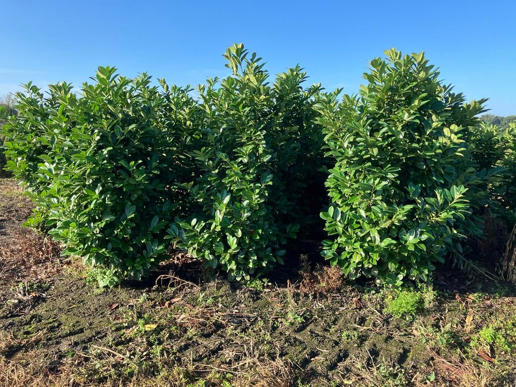 grote haagplanten , laurier , prunus rotundifolia., Tuin en Terras, Planten | Struiken en Hagen, Ophalen of Verzenden, Laurier