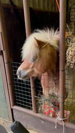 Ruitertje / verzorger gezocht wageningen