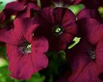 Petunia Lawine Bordeaux, Ophalen of Verzenden, Voorjaar, Volle zon, Zaad